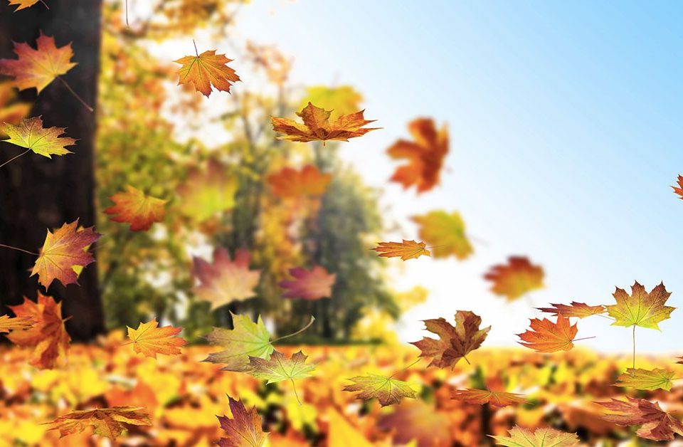 Succede a chi ha i capelli: in autunno... si perdono