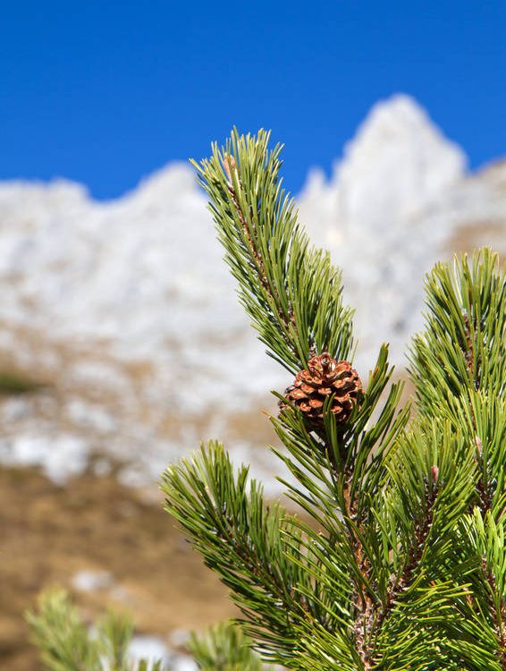 Pino mugo, il guaritore che viene dalle montagne